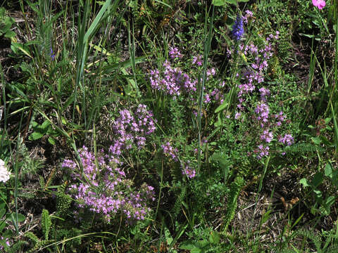 Image of Thymus guberlinensis Iljin