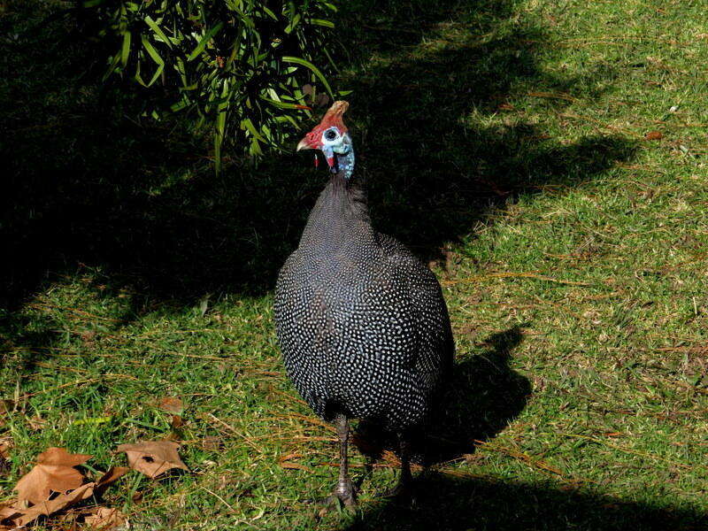 Image of Numida meleagris coronatus Gurney Sr 1868