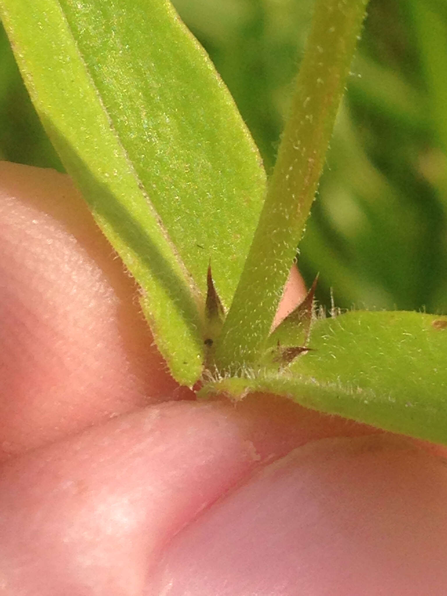 Imagem de Phlox pilosa subsp. sangamonensis D. A. Levin & D. M. Sm.