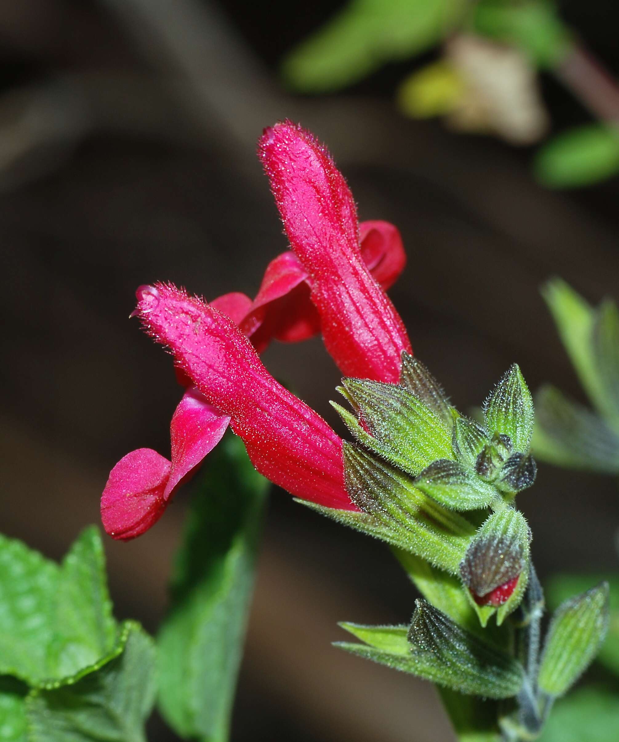 Image of baby sage