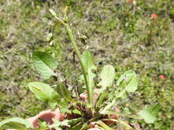 Image of striped hawksbeard