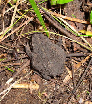 Image of Rhinella dorbignyi (Duméril & Bibron 1841)