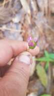 Image of Tridax paneroi B. L. Turner