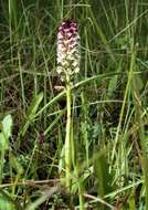 Image of Burnt orchid