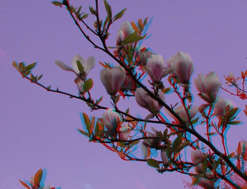 Image of Saucer magnolia