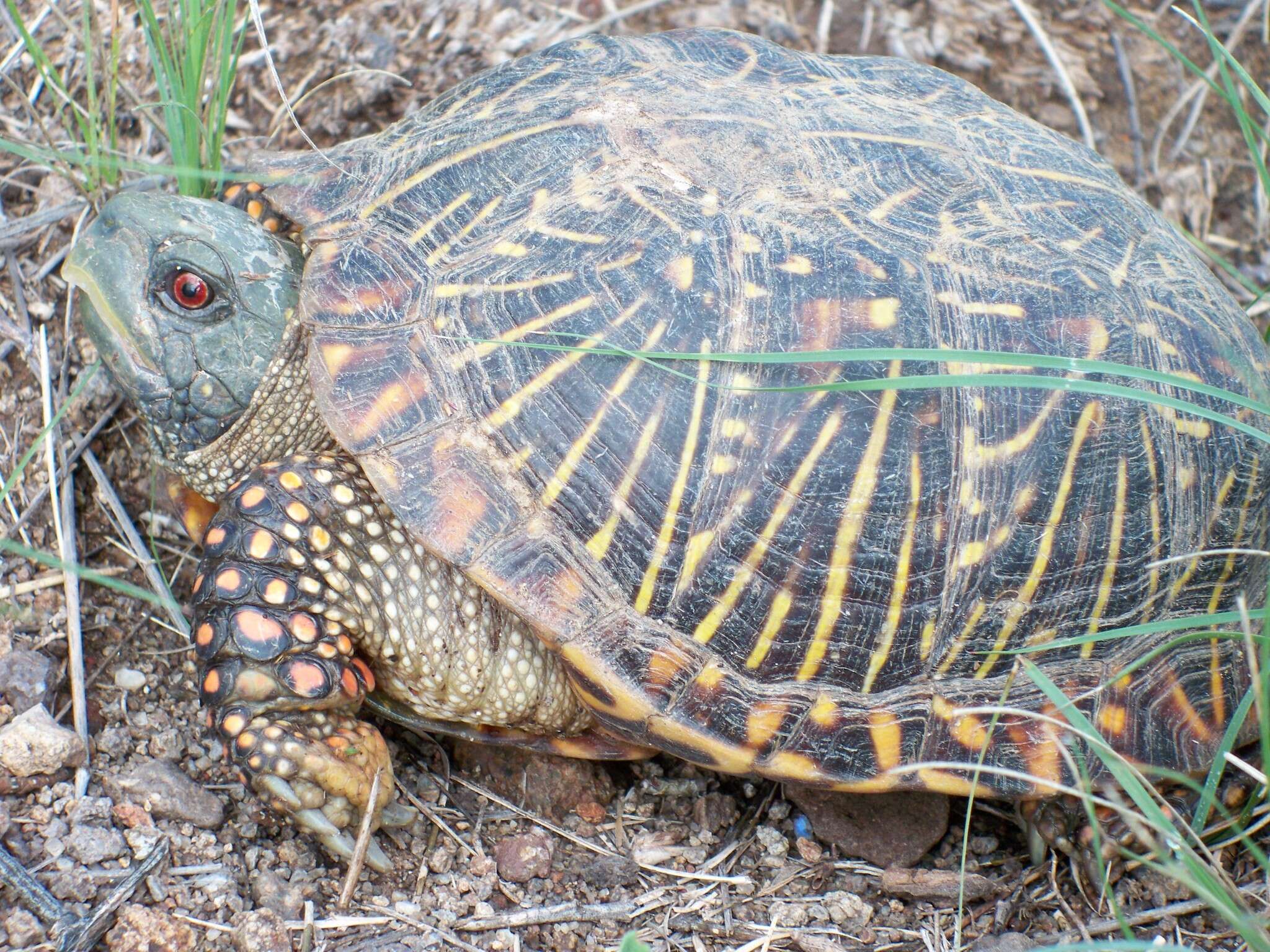 Plancia ëd Terrapene ornata (Agassiz 1857)