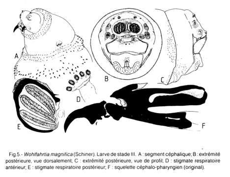 Image of Wohlfahrtia magnifica (Schiner 1861)