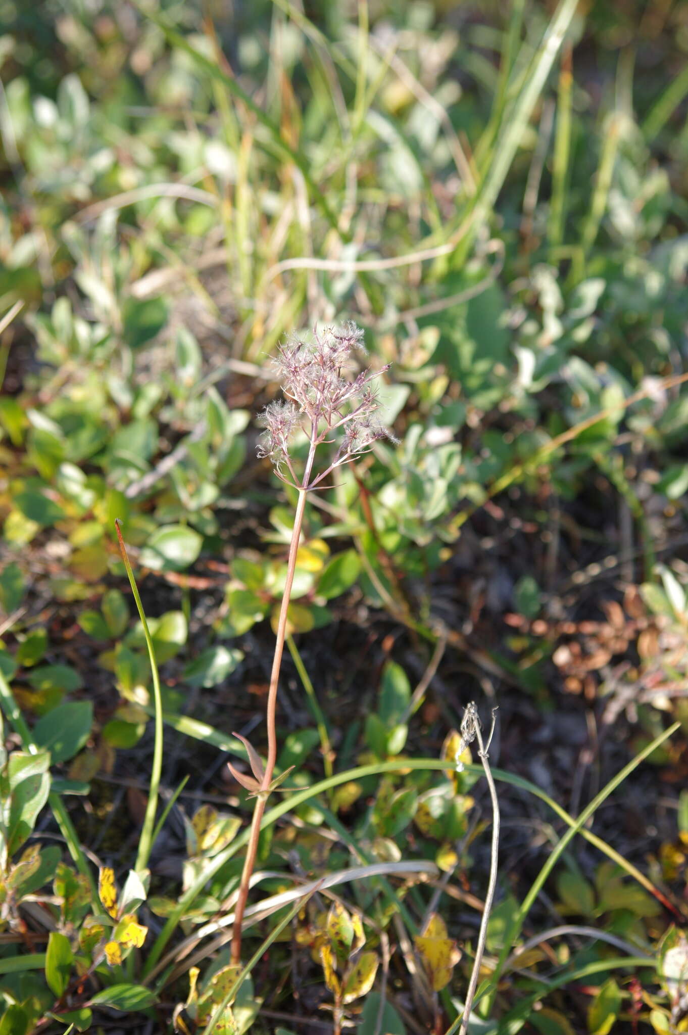 Image of Clustered Valerian