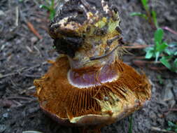 Image of Cortinarius verrucisporus Thiers & A. H. Sm. 1969