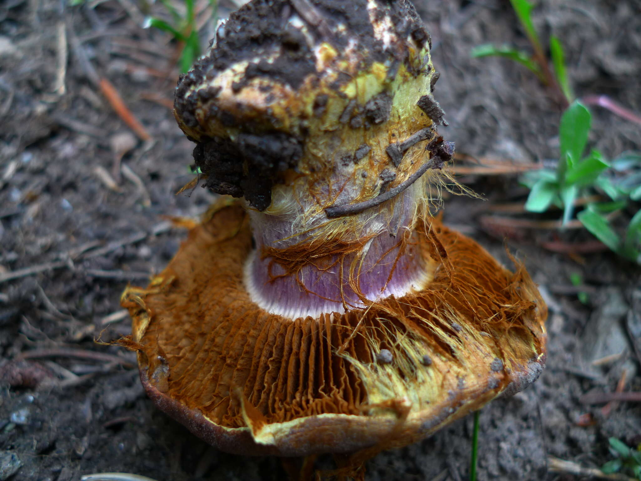 Image of Cortinarius verrucisporus Thiers & A. H. Sm. 1969