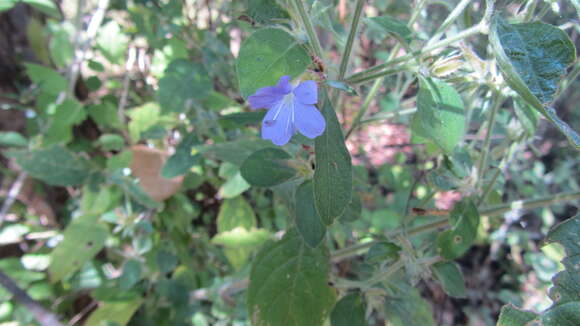 صورة Barleria spinulosa Klotzsch