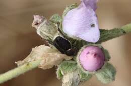 Image of Hoplia callipyge Le Conte 1856