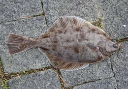 Image of Starry flounders