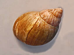 Image de Achatina glutinosa