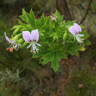 Image of Pelargonium ribifolium Jacq.