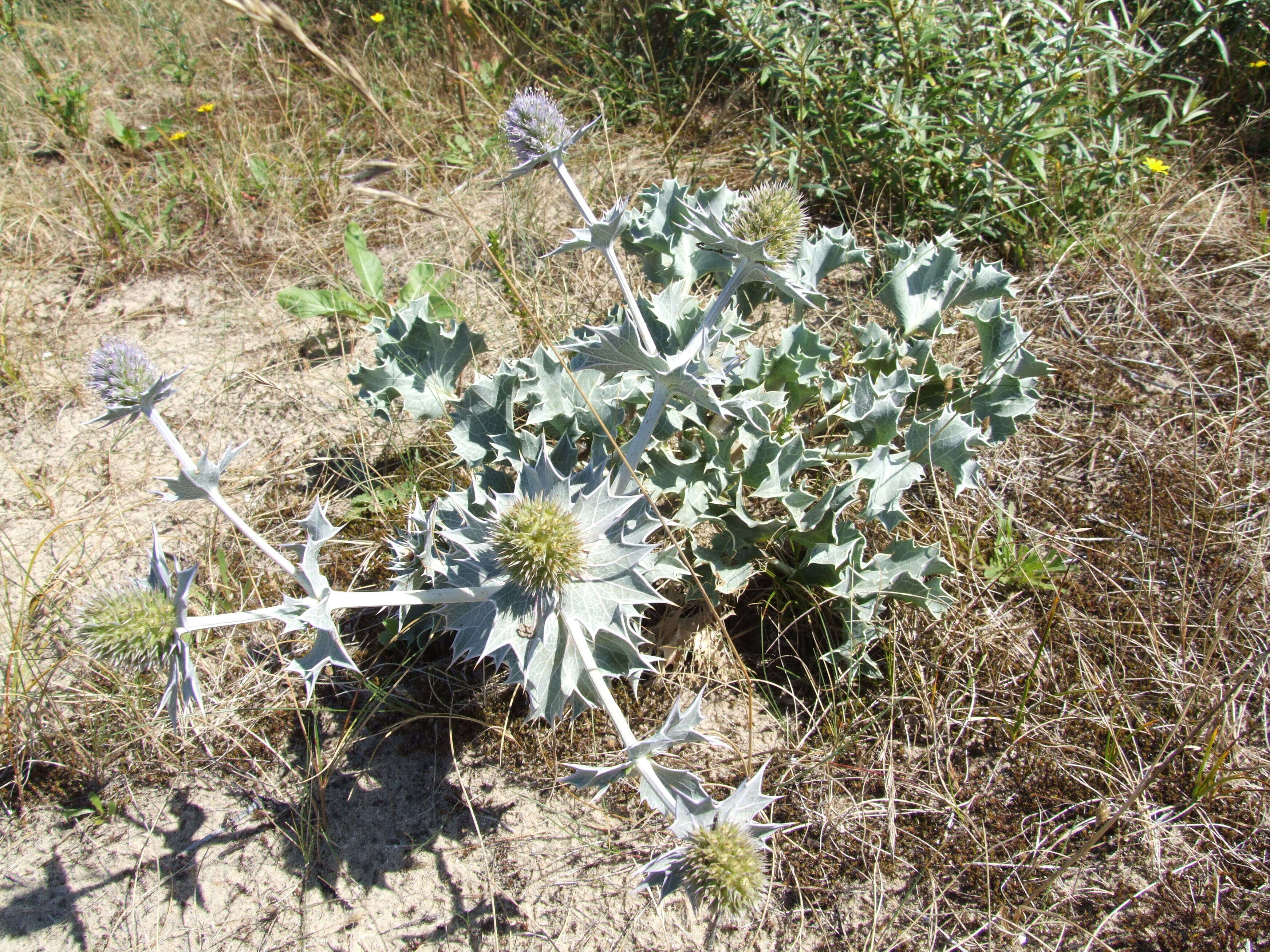 Eryngium maritimum L. resmi