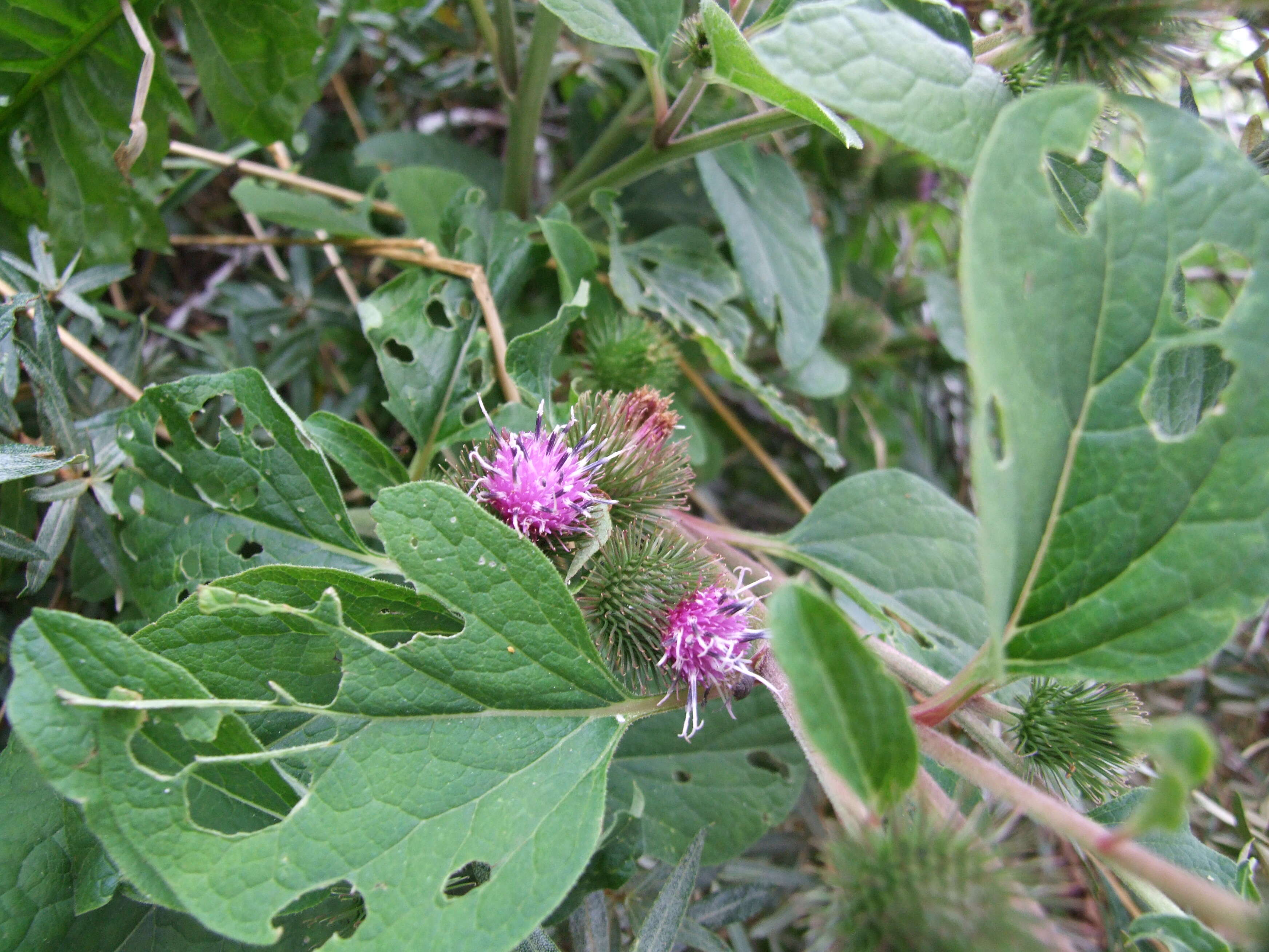 Image of common burdock