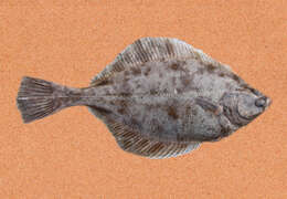 Image of Starry flounders