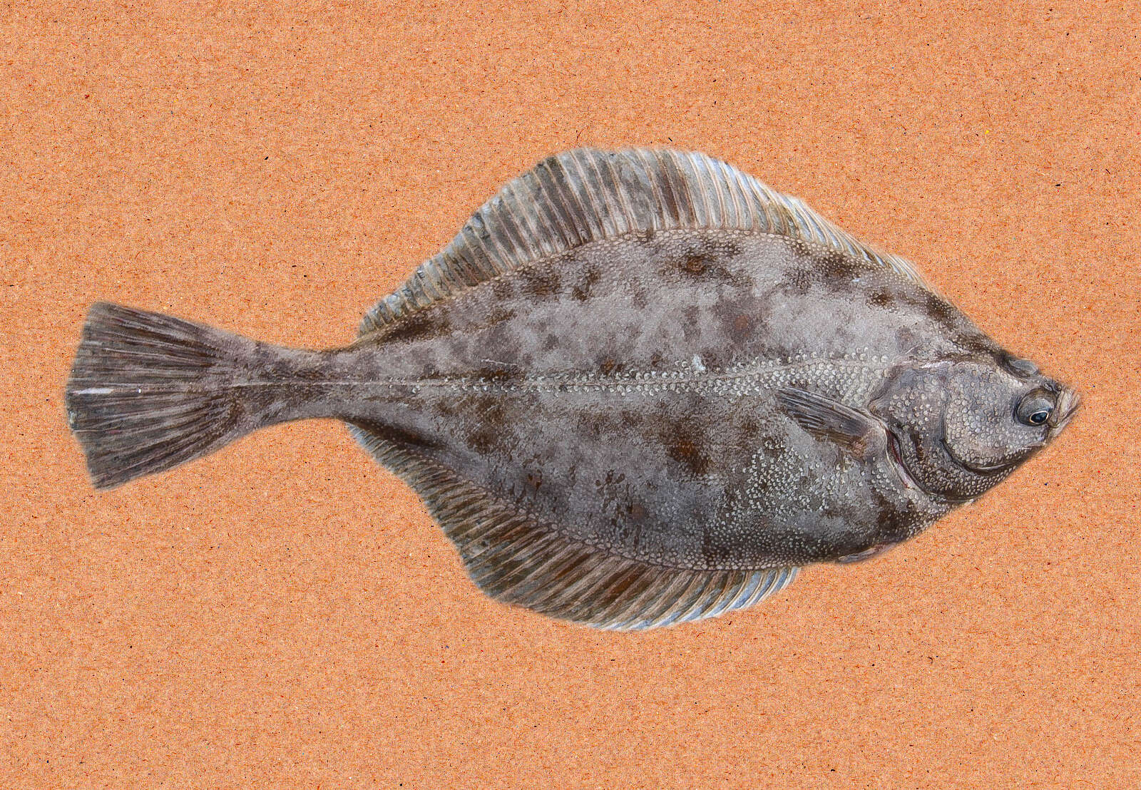 Image of Starry flounders