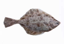 Image of Starry flounders