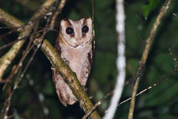 Image of Bay Owl