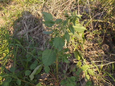 Plancia ëd Amaranthus watsonii Standl.