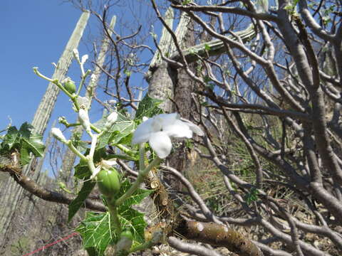 Image of Cnidoscolus tehuacanensis Breckon