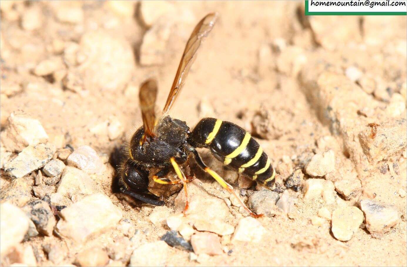 Image of Ancistrocerus oviventris (Wesmael 1836)