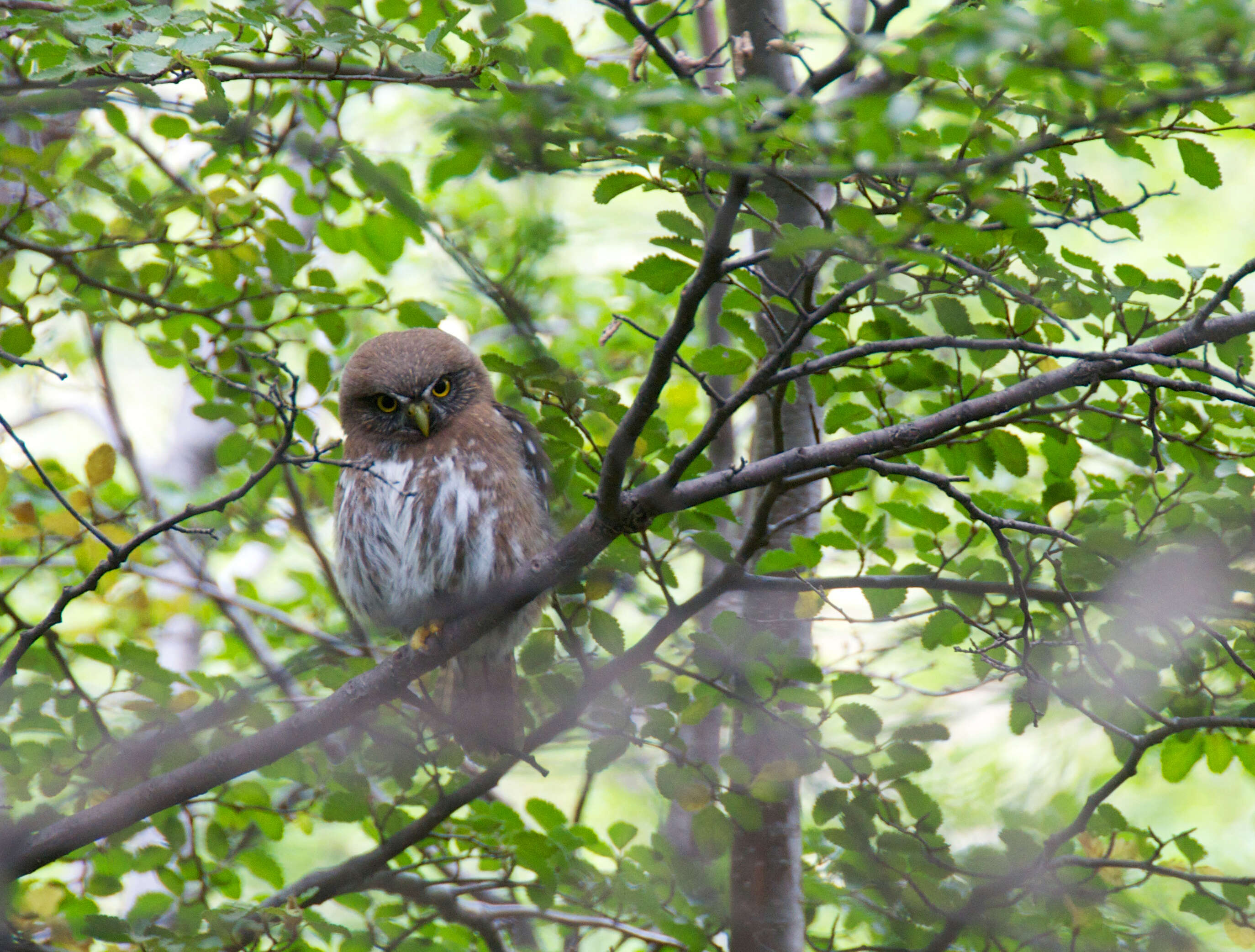 Image of Austral Pygmy Owl