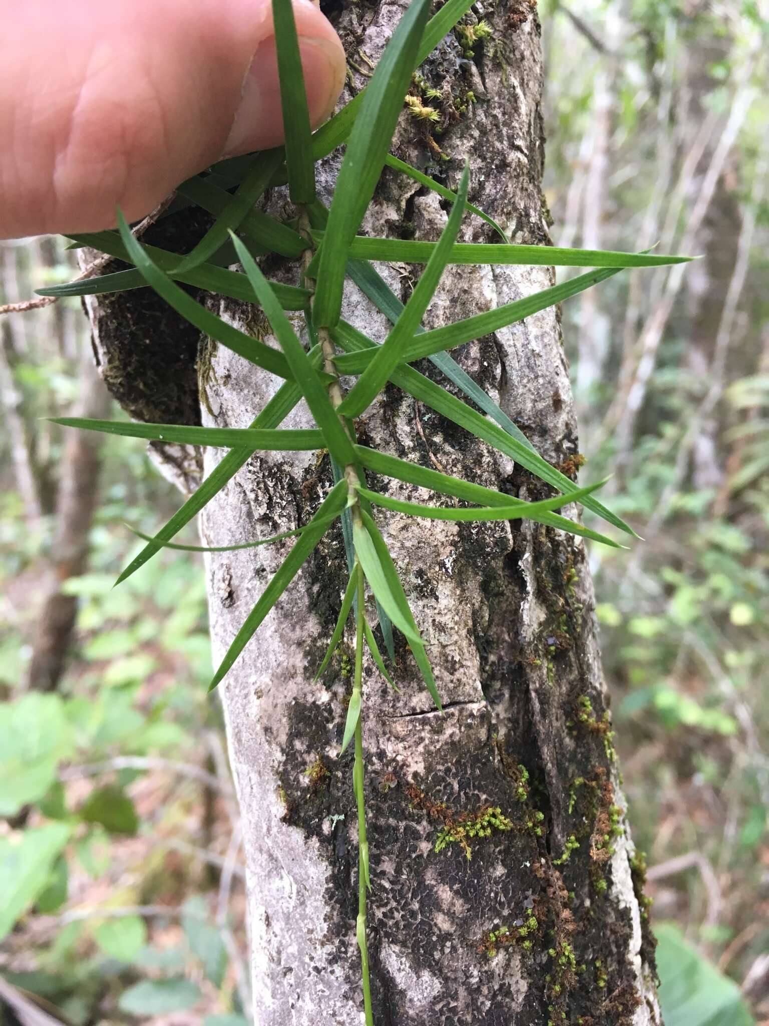 Слика од Dracaena reflexa Lam.