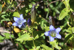 Image of Bog Gentian