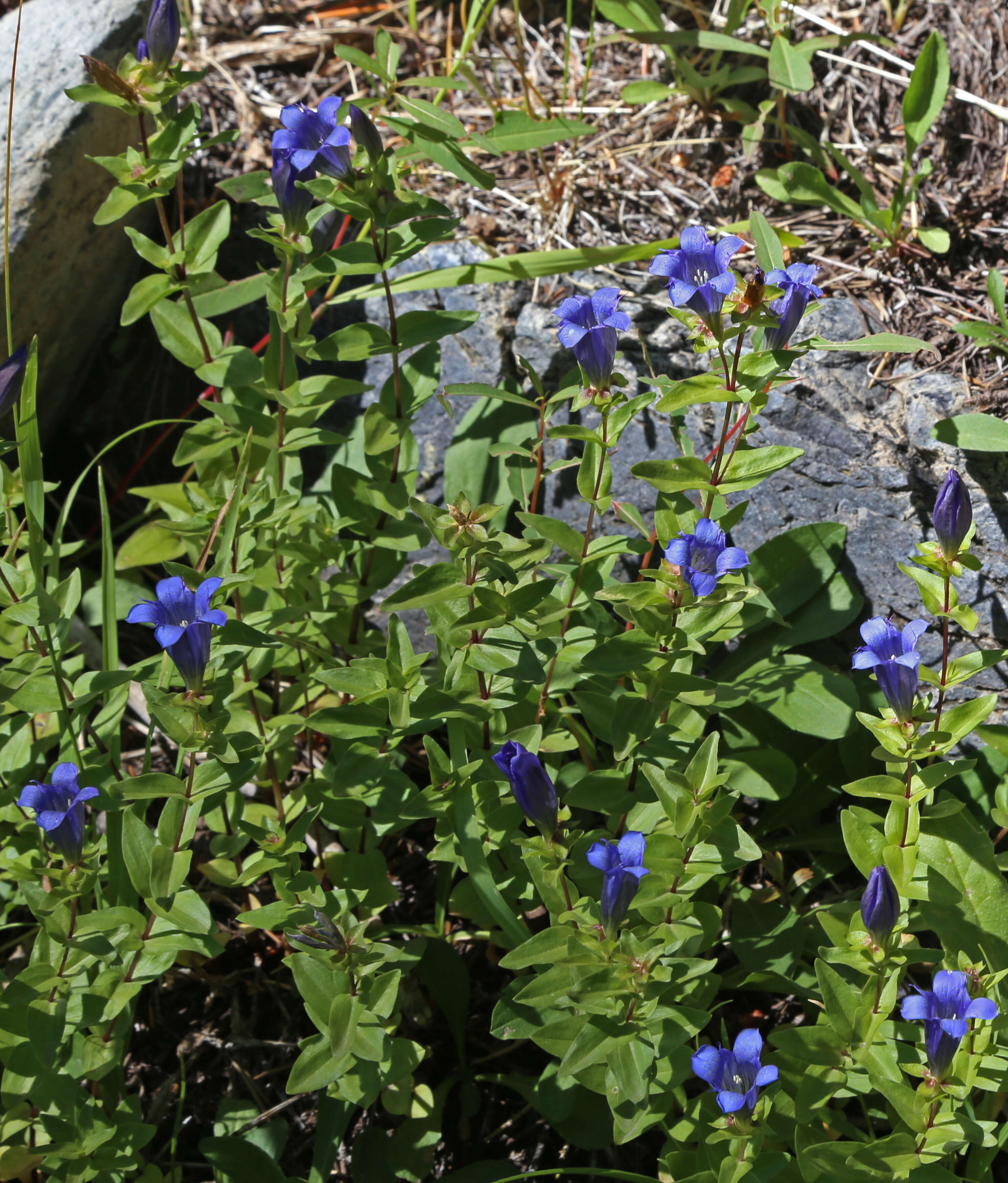 Image of Bog Gentian