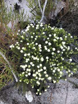 Image of Lachnaea densiflora Meissn.