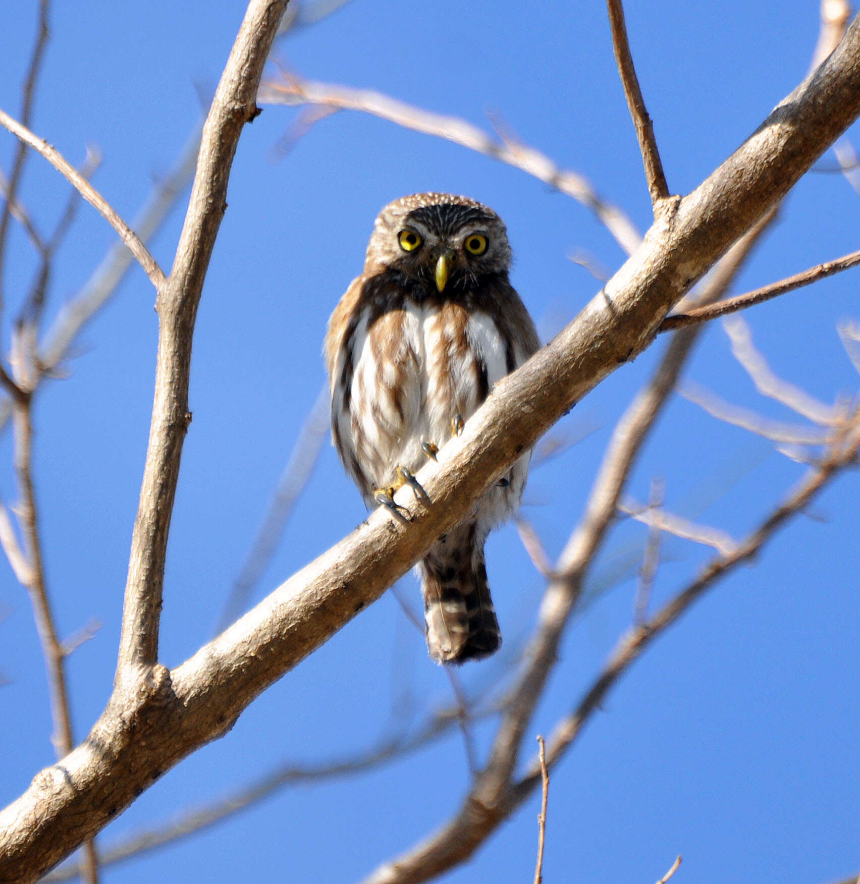 Image of Ferruginous Pygmy Owl