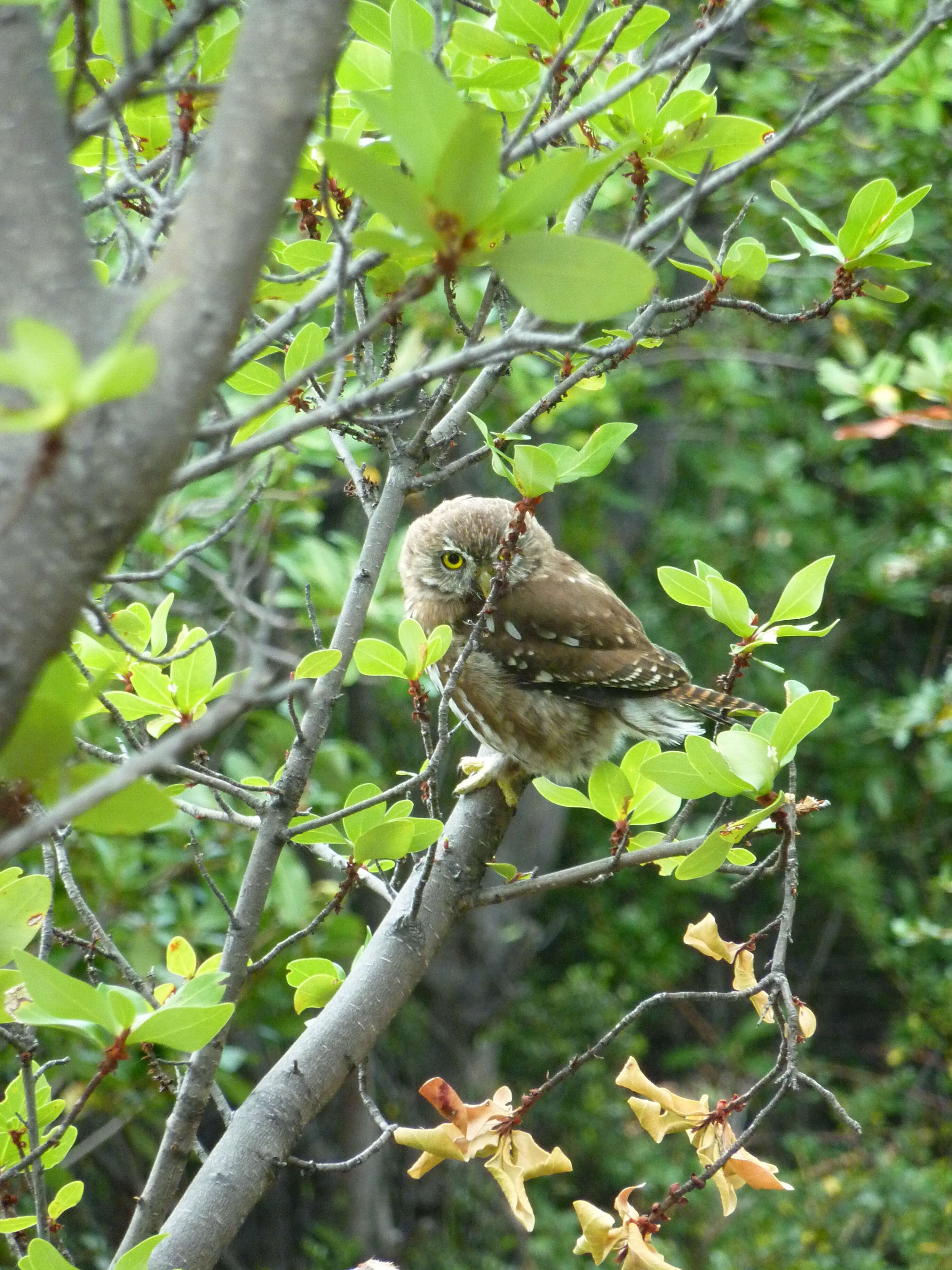 Image of Austral Pygmy Owl