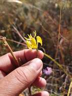 Image of Moraea inconspicua Goldblatt