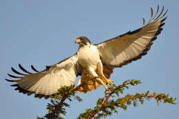 Imagem de Buteo augur (Rüppell 1836)