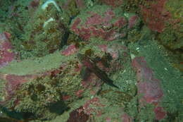 Image of Striped Triplefin