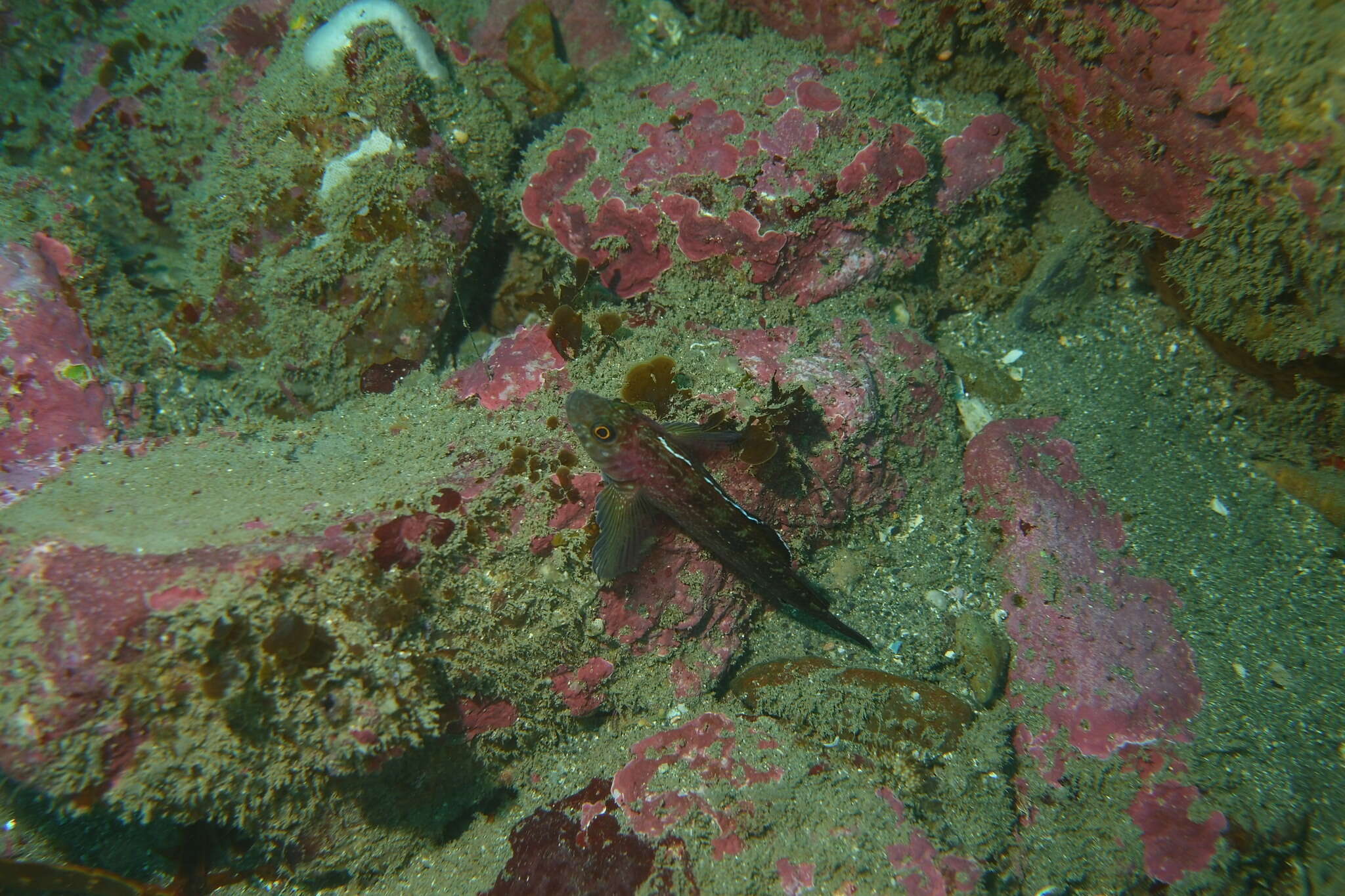 Image of Striped Triplefin