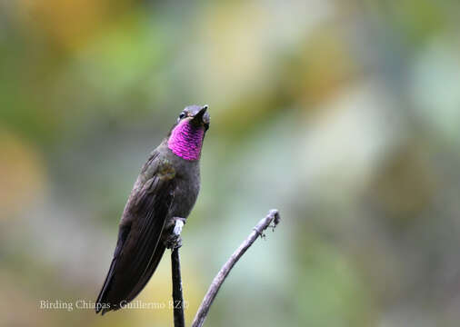 Image of Amethyst-throated Hummingbird