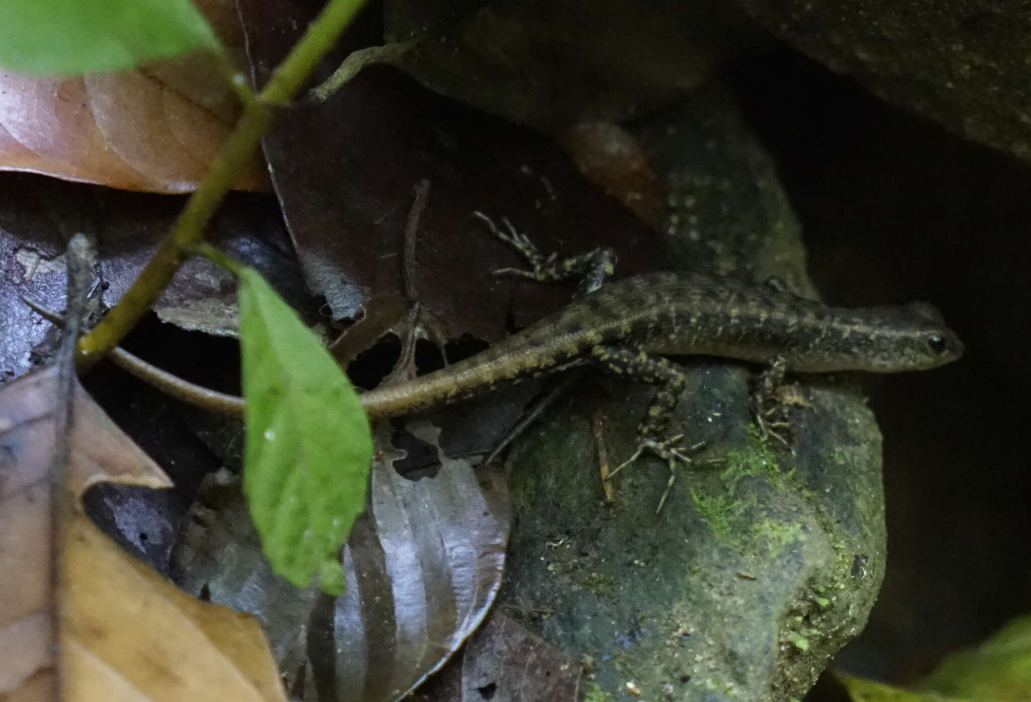 Imagem de Sphenomorphus sabanus Inger 1958