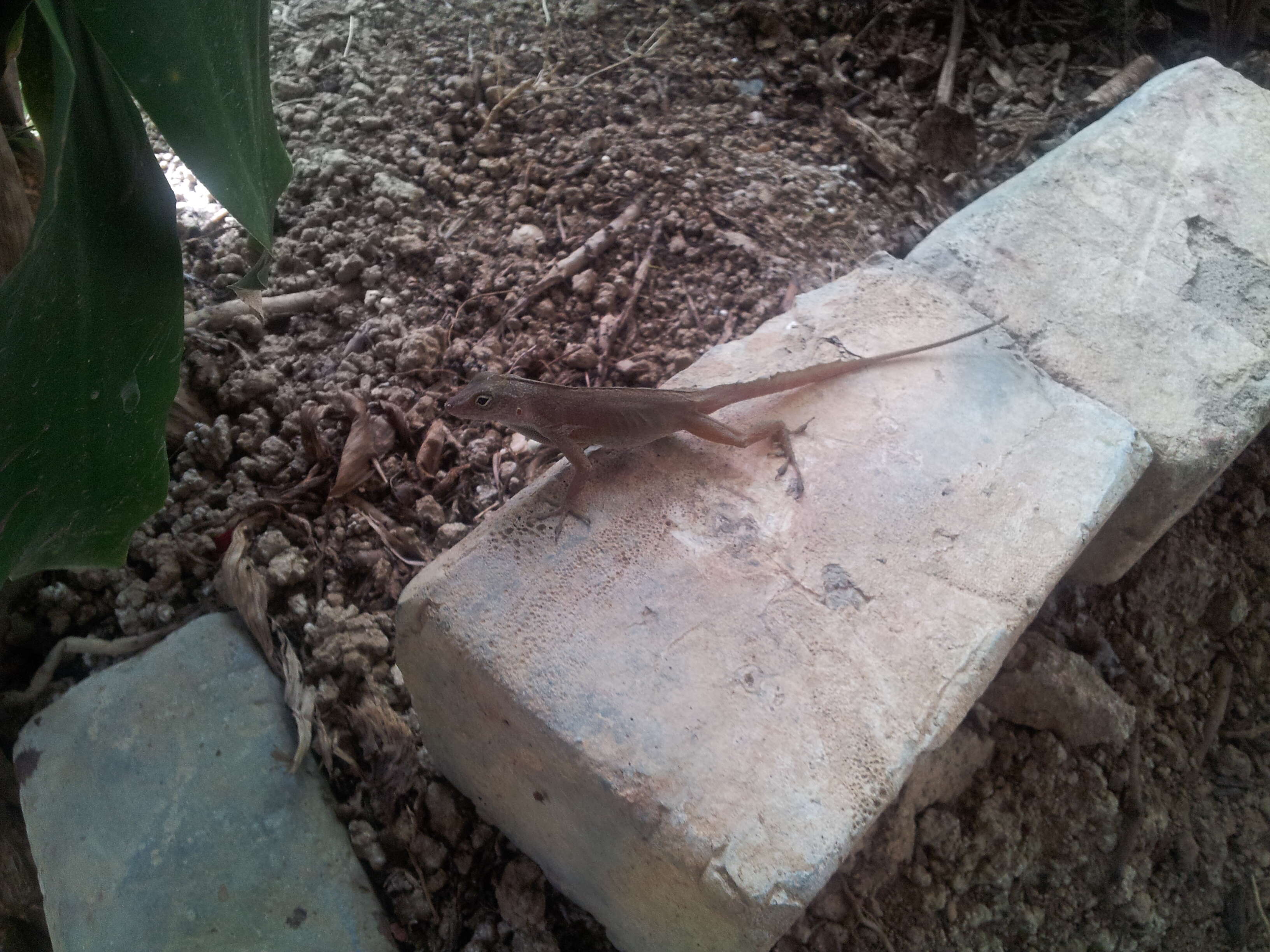 Image of Puerto Rican Crested Anole