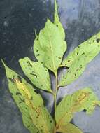 صورة Nectandra reticulata (Ruiz & Pav.) Mez