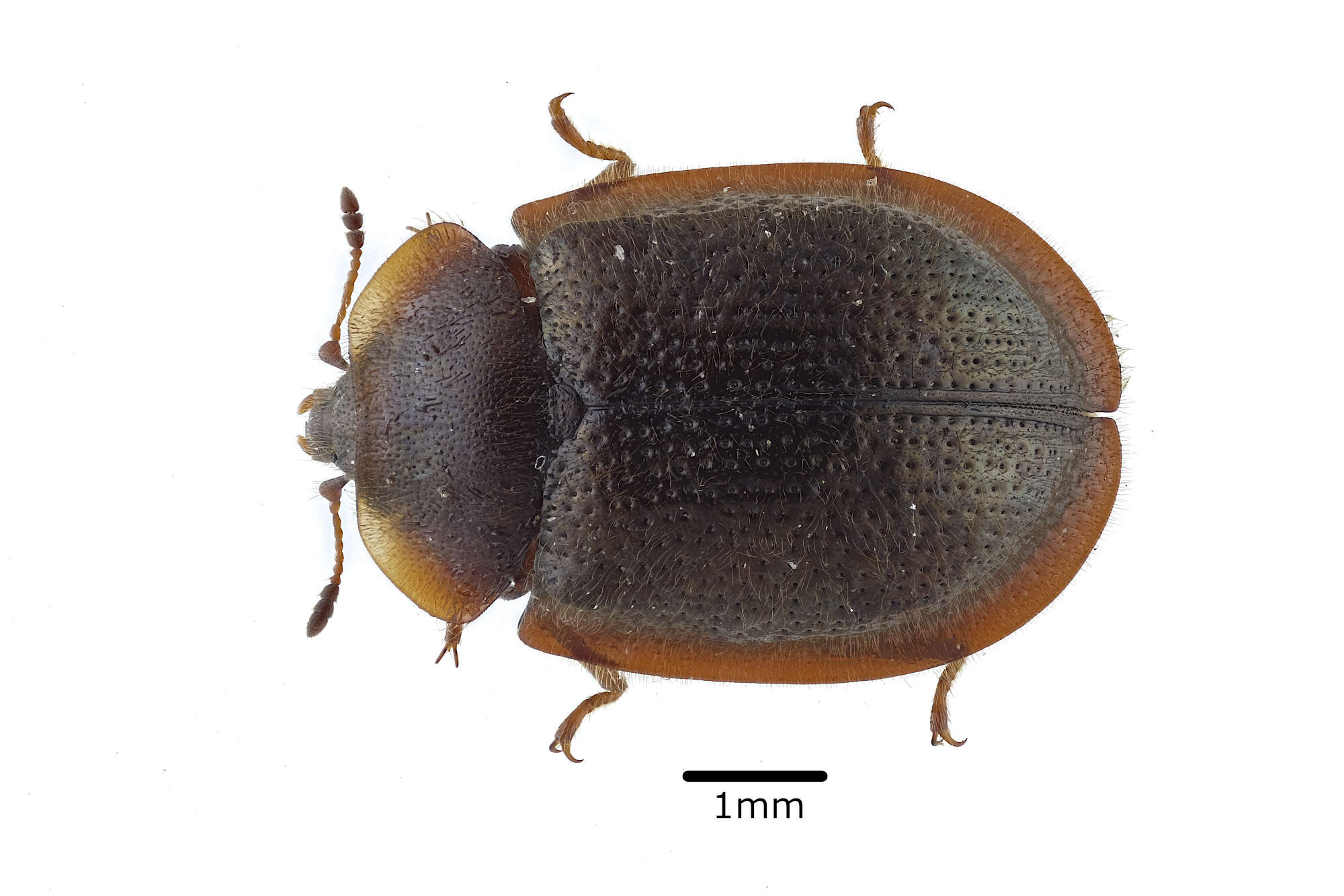 Image of Thymalus limbatus (Fabricius 1787)