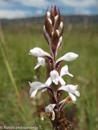 Image de Satyrium amoenum var. amoenum