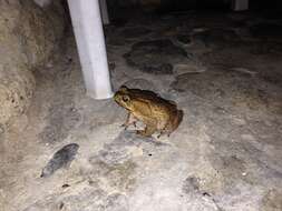 Image of Giant toad