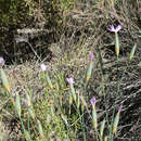 Слика од Dianthus multiceps subsp. multiaffinis