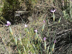 Image of Dianthus multiceps subsp. multiaffinis