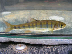 Image of Southern Barred Minnow