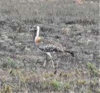 Image of Ludwig's Bustard